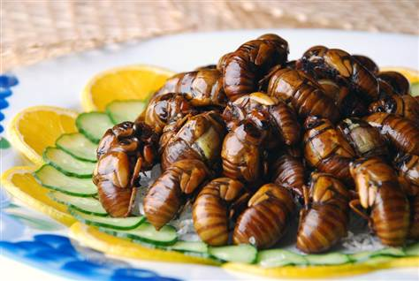 Cuisiner des vers - Manger des insectes : l'entomophagie en cuisine