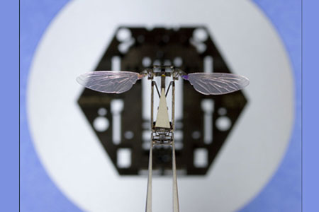 robot-abeille-insecte