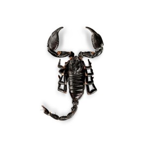 insecteo-scorpions-noirs