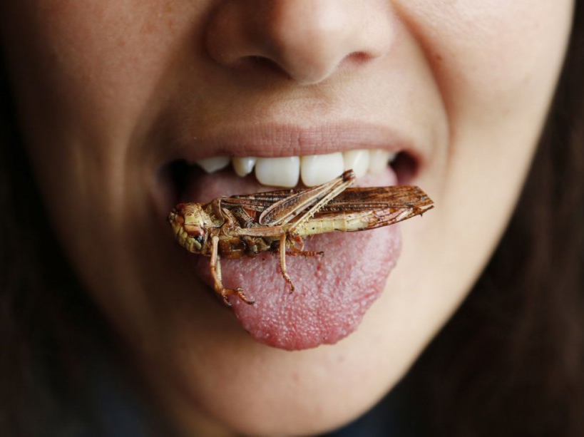 Insectes comestibles : test de 10 insectes comestibles