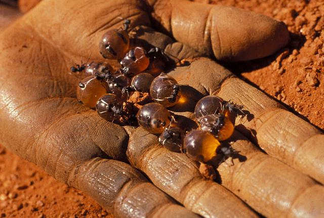 Fourmis et oeufs de fourmis se mangent - Crédit photo : Australia