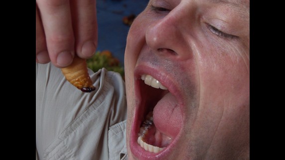 La larve de charençon se mange - Crédit photo : Voyage