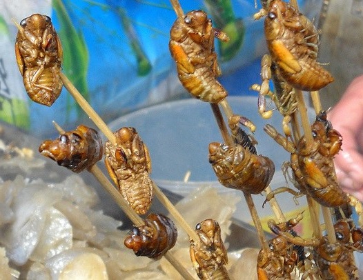 Top 7 Des Insectes Comestibles Les Plus Populaires » Guide Restaurant