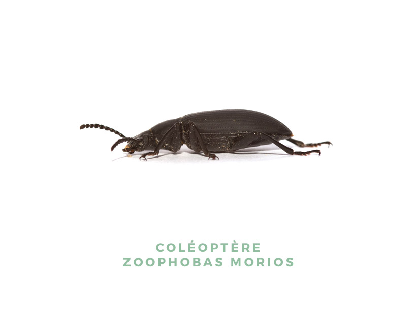 Coléoptère Zoophobas Morios