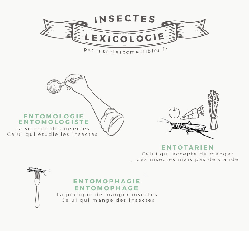 Entomophagie, entomologie, entotarien... savoir faire la différence