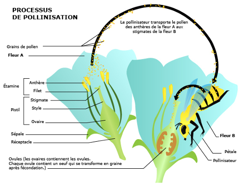 la-pollinisation