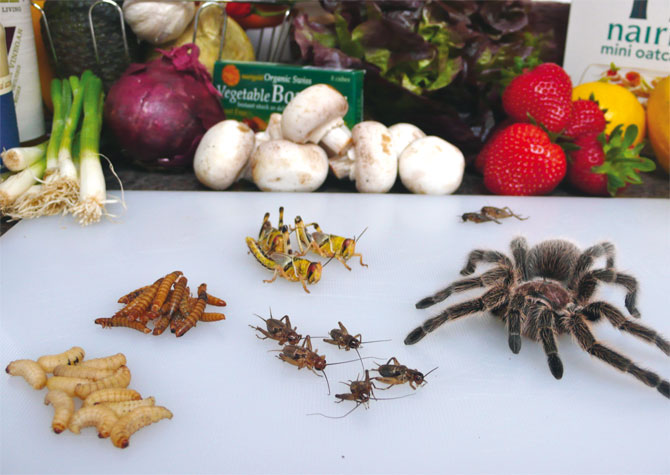 A l’avenir, nous mangerons tous des insectes rampants dégoûtants par Milène Larsson