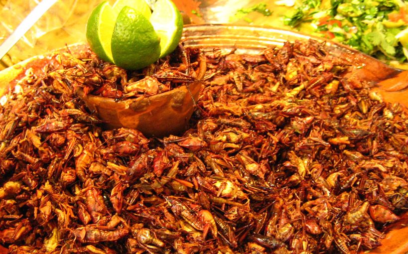 La consommation d’insectes comestibles au Mexique