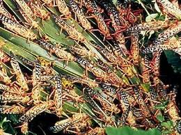 La consommation d’insectes comestibles en Afrique