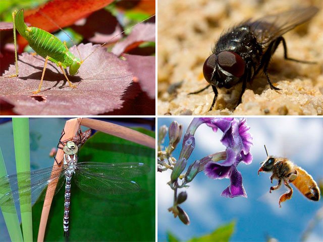 Insécurité alimentaire | 2,5 milliards d’êtres humains mangent des insectes comestibles
