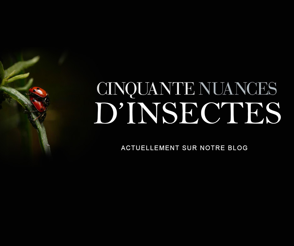 50 nuances d’insectes : tout ce que vous ignoriez jusqu’ici sur les pratiques sexuelles des insectes