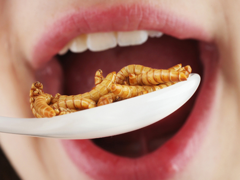 Est-ce que manger des insectes est bon pour la santé ?
