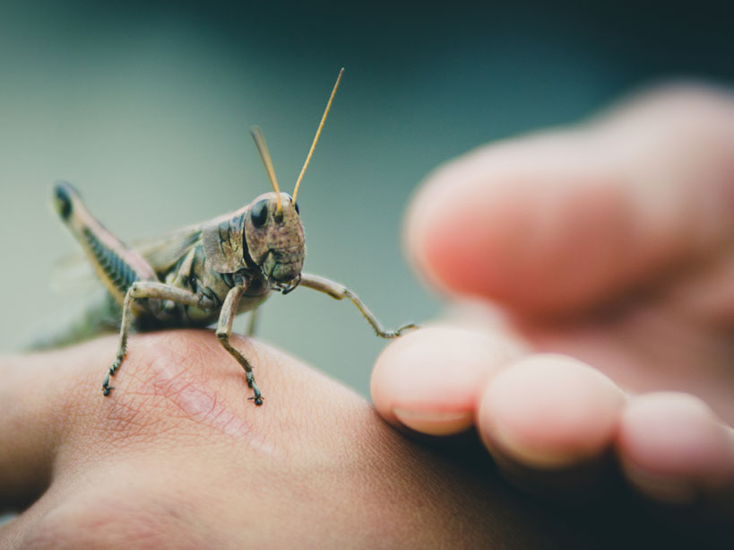 L’élevage d’insectes comestibles pour l’alimentation humaine : comment ça marche ?