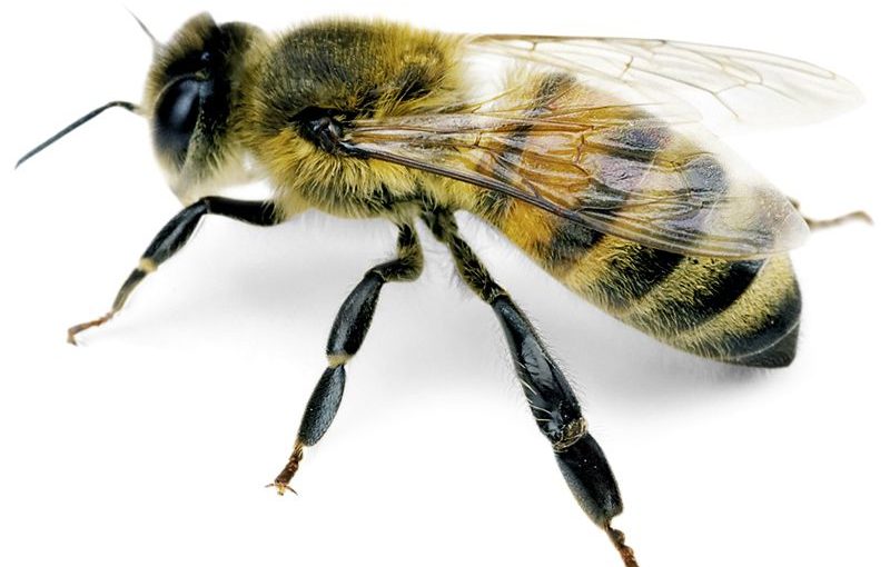 l’intéret des abeilles sur la planete
