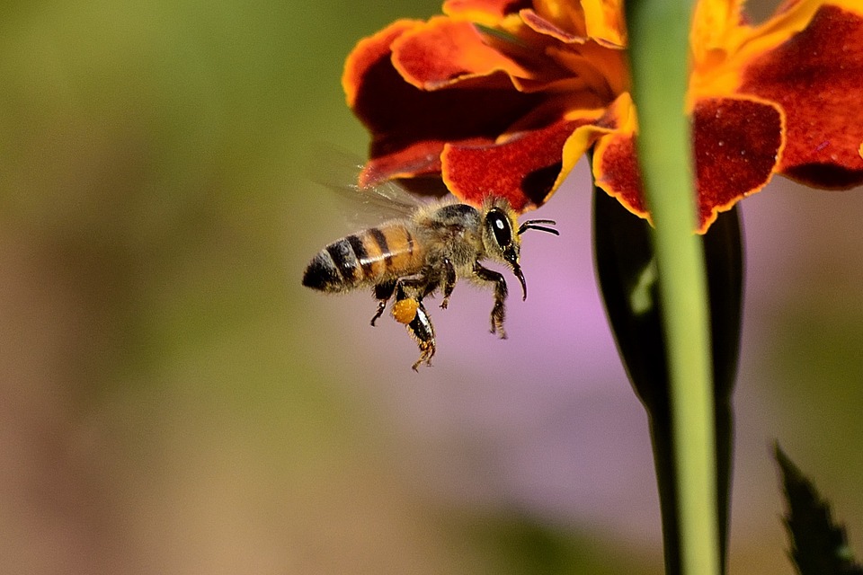 Les Insectes Que L'on Retrouve En été : Liste à Découvrir