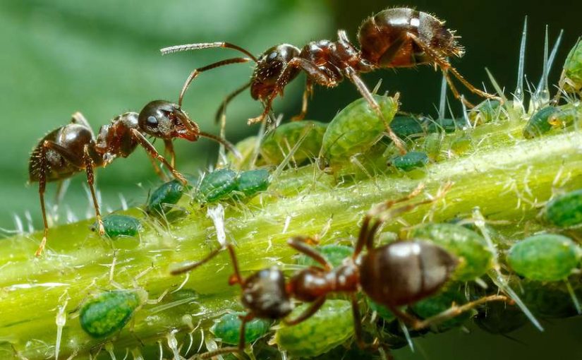 Comestibles mais pas que : La vie fascinante des fourmis