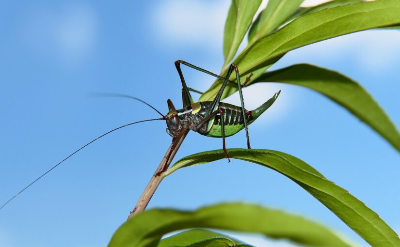 De la farine d&rsquo;insectes au produit en rayon